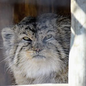 Pallas's Cat