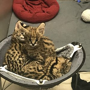 Serval Kittens