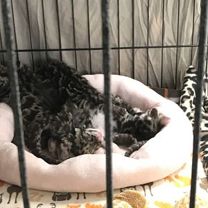 Clouded Leopard Cub