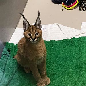 Caracal Kitten