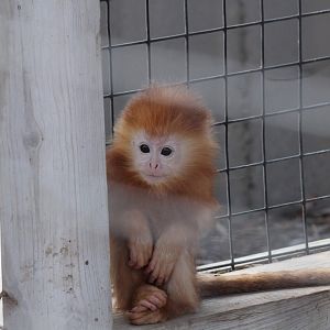 Juvenile Javan Lutung