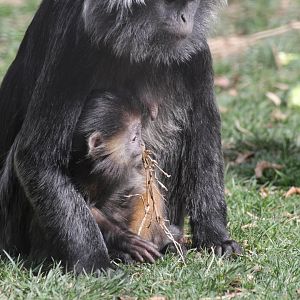 Juvenile Javan Lutung