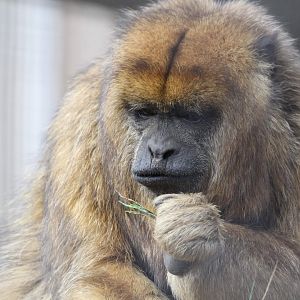 Female Black Howler Monkey