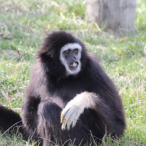 White-handed Gibbon