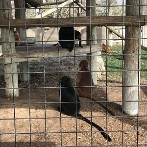 Javan Lutung Exhibit