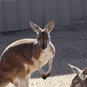 Red Kangaroo