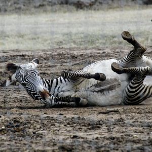 Grevy's Zebra
