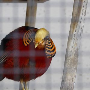 Golden Pheasant