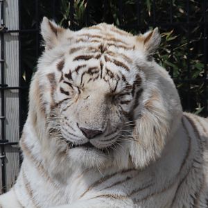 White Tiger