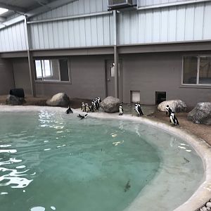 African Penguin Exhibit