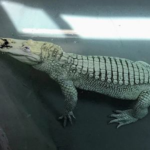 White American Alligator