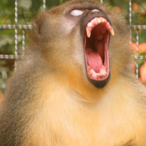 "They Ain't Gonna Mess With Me!"