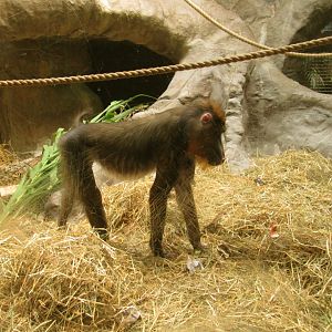 Mandrill