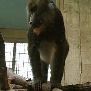 Mandrill
