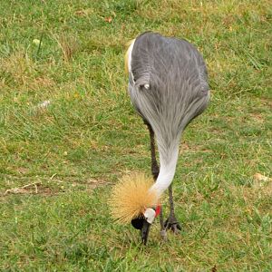 Grey Crowned Crane