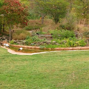 Grey Crowned Crane & White Storks