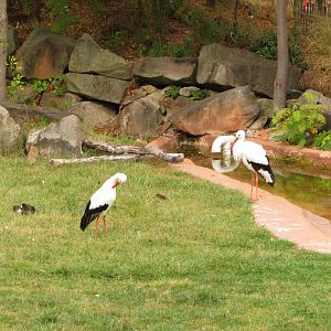 White Storks