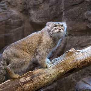 Pallas's Cat