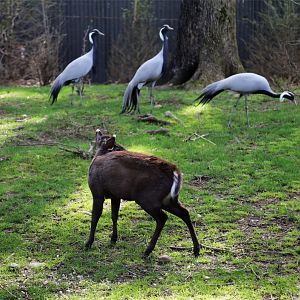 Deer and Cranes