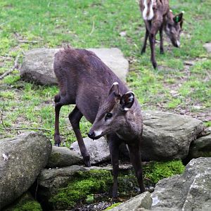 Tufted Deer