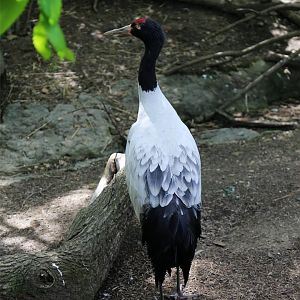 Black-necked Crane (Grus nigricollis)
