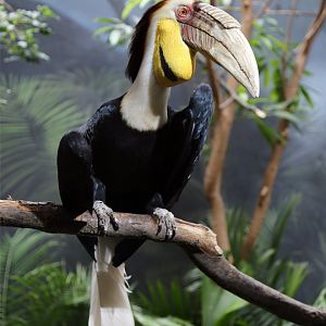 Wreathed Hornbill