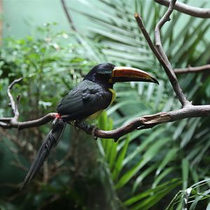 Lettered Aracari (Pteroglossus inscriptus)