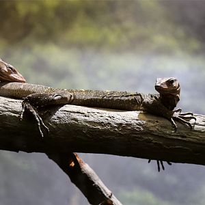 Spiny-necked Mangrove Monitor (Varanus spinulosus)