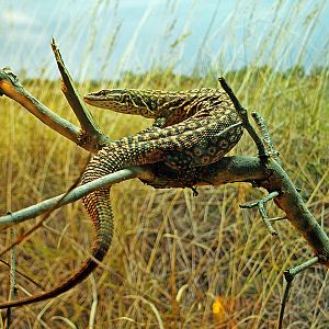 Varanus acanthurus