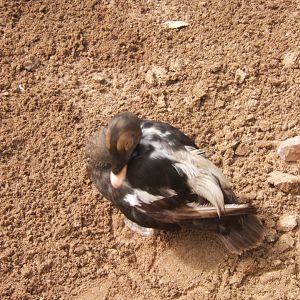 Male Spectacled Eider 30/07/2017