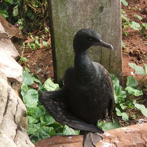 Bank Cormorant 30/07/2017