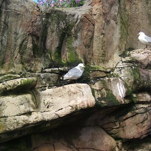Black-legged Kittiwake 30/07/2017
