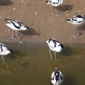 Avocets 30/07/2017