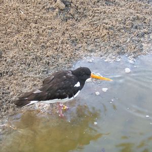 Oystercatcher 30/07/2017
