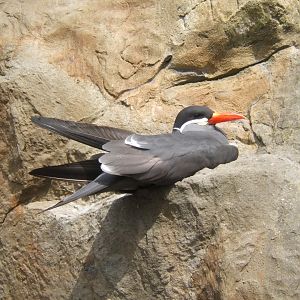 Inca Tern 30/07/2017