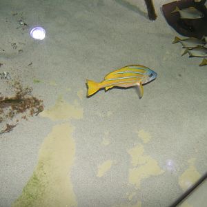 Common Blue-striped Snapper (Lutjanus kasmira) 30/07/2017