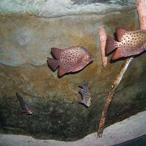 Scat (Scatophagus argus) 30/07/2017