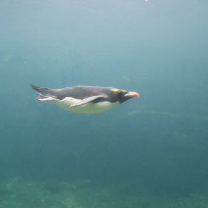 Macaroni Penguin underwater 30/07/2017