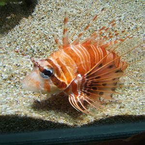 Lionfish (Pterois antennata) 30/07/2017