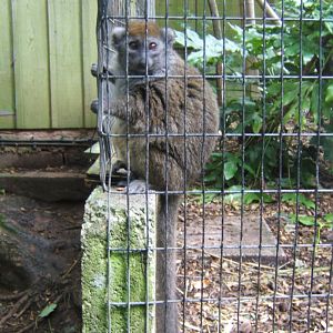 Gentle Lemur 30/07/2017
