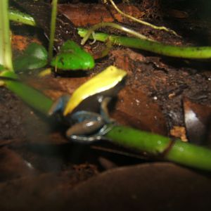 A bad picture of a Blue-legged Mantella 30/07/2017