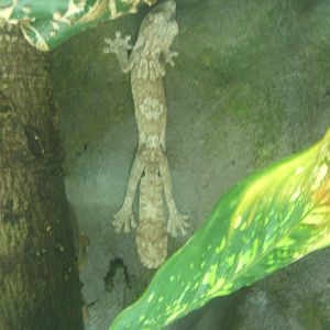 Giant Leaf-tailed Gecko 30/07/2017