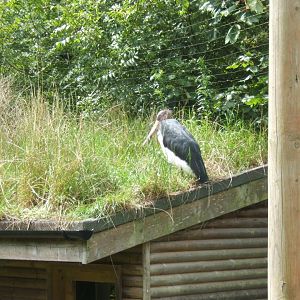 Lesser Adjutant Stork 30/07/2017
