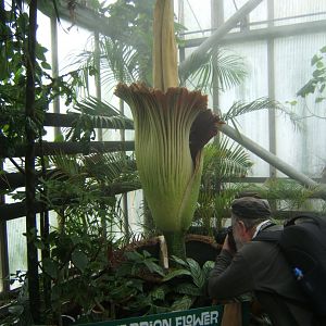 Smelly plant and photographer 30/07/2017