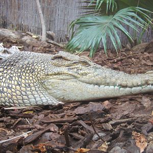 Salt-water Crocodile 30/07/2017