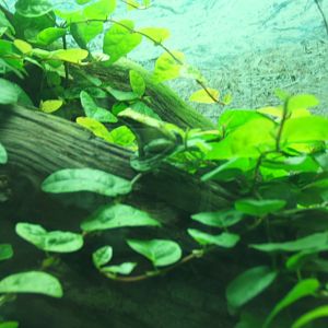 Green Mantella 30/07/2017