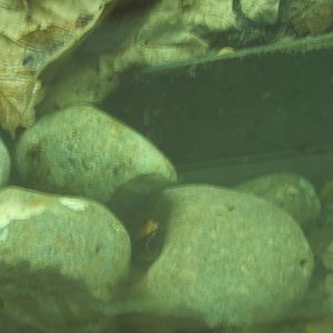 Leaf Mantella 30/07/2017