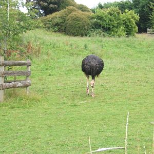 North African Ostrich 30/07/2017