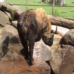 Mishmi Takin 30/07/2017