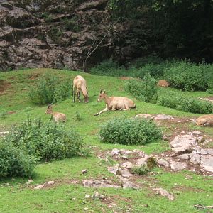 Weat Caucasian Tur 30/07/2017
